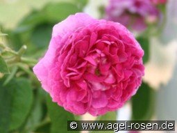 Buy Weeping Tree Roses (~125-140cm), 6.5l Pot – AGEL ROSEN