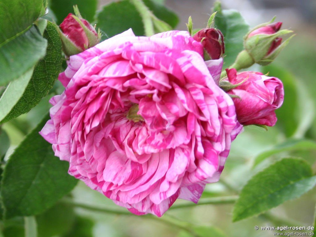Buy Belle Villageoise – Gallica Rose – AGEL ROSEN