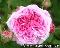 Belle sans Flatterie kaufen, click for more details Belle sans Flatterie