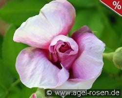 Jenny Duval kaufen, click for more details Jenny Duval