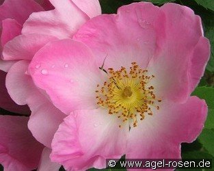 Rosa gallica 'Complicata'