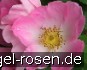 Buy Rosa gallica 'Complicata'