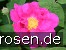 Rosa gallica 'Officinalis'