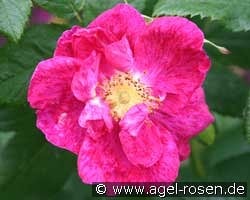 Rosa gallica 'Splendens'