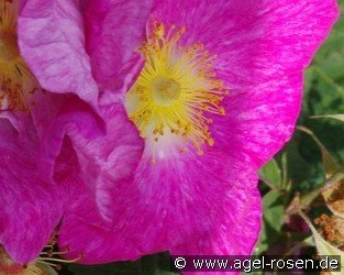 Rosa gallica 'Velutinaeflora'