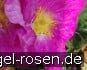 Buy Rosa gallica 'Velutinaeflora'