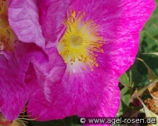 Rosa gallica 'Velutinaeflora'