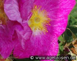 Rosa gallica 'Velutinaeflora'