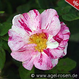 Rosa gallica 'Versicolor'