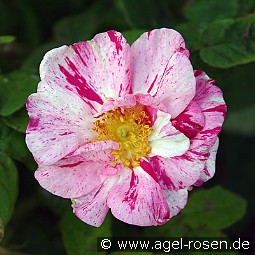 Rosa gallica 'Versicolor'