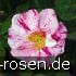 Buy Rosa gallica 'Versicolor'