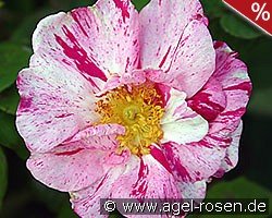Rosa gallica 'Versicolor'
