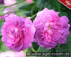 Belle de Crécy kaufen, clicken für mehr Details Belle de Crécy