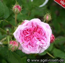 Belle sans Flatterie