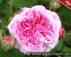 Belle sans Flatterie kaufen, clicken für mehr Details Belle sans Flatterie