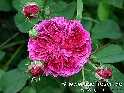 Rose ‘Charles de Mills‘ (Hochstamm (~90cm) im 6,5l Topf )