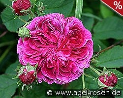 Charles de Mills kaufen, clicken für mehr Details Charles de Mills