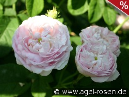 Duchesse de Montebello