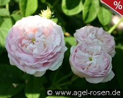 Duchesse de Montebello kaufen, clicken für mehr Details Duchesse de Montebello