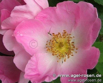 Rose ‘Rosa gallica ‘Complicata‘‘ (wurzelnackte Rose)