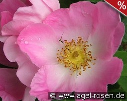 Rosa gallica 'Complicata'