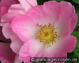 Rosa gallica 'Complicata'