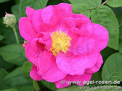 Rose ‘Rosa gallica ‘Officinalis‘‘ (wurzelnackte Rose)