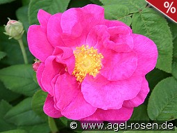 Rosa gallica 'Officinalis'