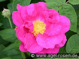 Rosa gallica 'Officinalis'