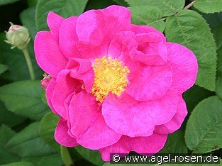 Rosa gallica 'Officinalis'
