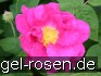 Rosa gallica 'Officinalis' kaufen