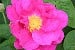 Rosa gallica 'Officinalis'