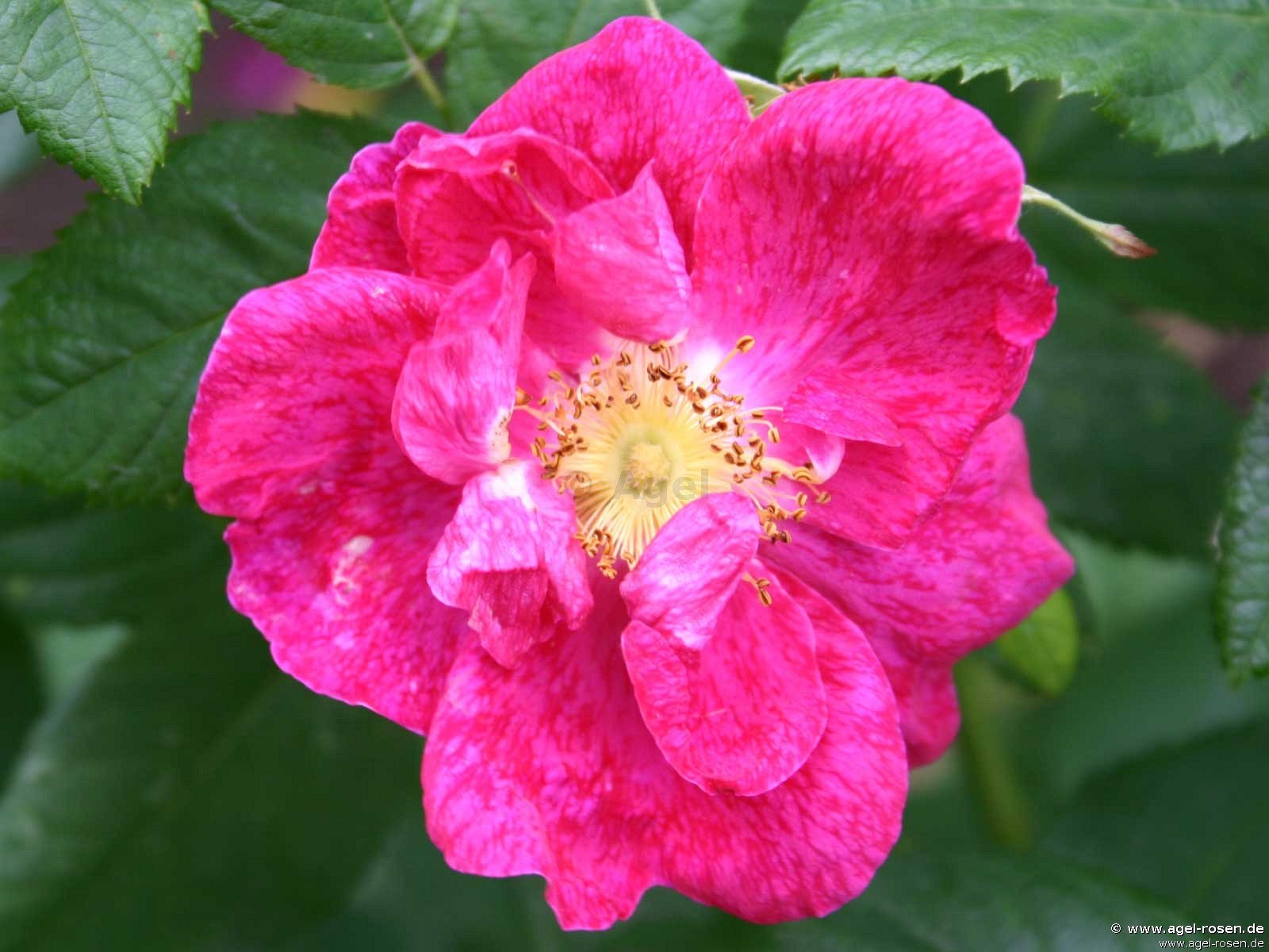 Rose ‘Rosa gallica ‘Splendens‘‘ (wurzelnackte Rose)