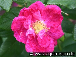 Rosa gallica 'Splendens'