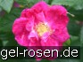 Rosa gallica 'Splendens' kaufen