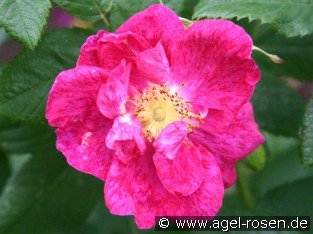 Rosa gallica 'Splendens'