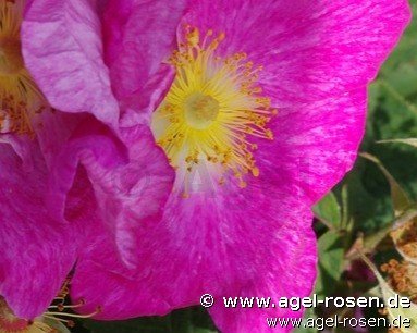 Rose ‘Rosa gallica ‘Velutinaeflora‘‘ (wurzelnackte Rose)