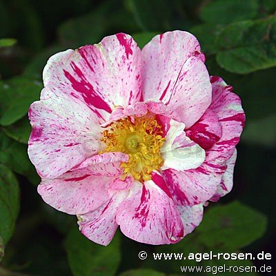 Rose ‘Rosa gallica ‘Versicolor‘‘ (Hochstamm (~110cm) im 8l Topf (Präsentrose))
