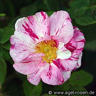 Rosa gallica 'Versicolor'