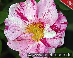 Rosa gallica 'Versicolor' kaufen, clicken für mehr Details Rosa gallica 'Versicolor'