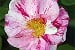 Rosa gallica 'Versicolor'