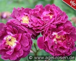 Tuscany kaufen, clicken für mehr Details Tuscany