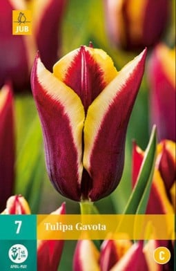 Gavota kaufen, click for more details Gavota