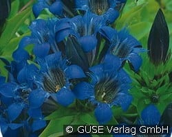 Sommer-Enzian kaufen, click for more details Sommer-Enzian