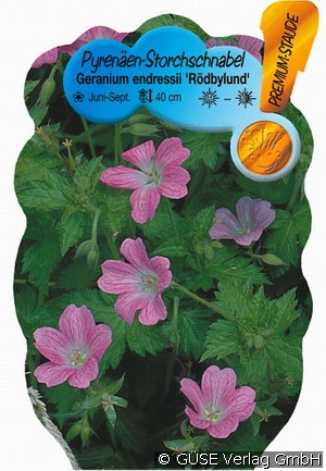Garten-Storchschnabel