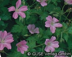 Storchschnabel kaufen, click for more details Storchschnabel