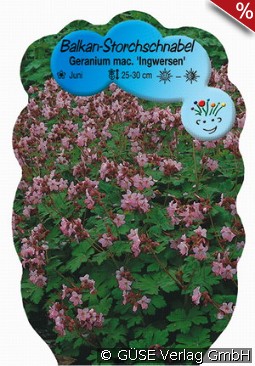 Balkan-Storchschnabel