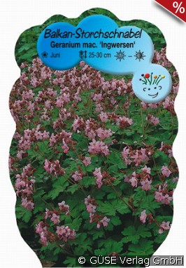 Balkan-Storchschnabel