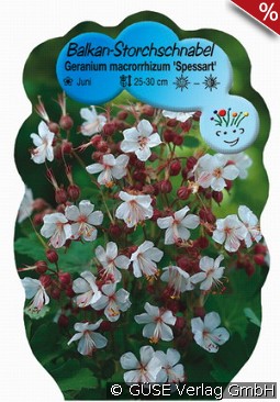 Balkan-Storchschnabel