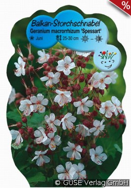 Balkan-Storchschnabel